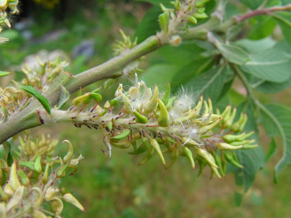 da determinare - Salix?